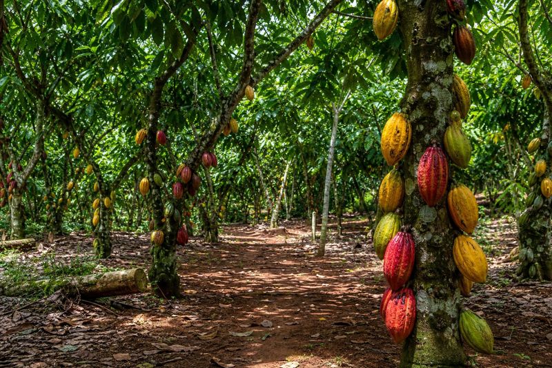 Ripe cocoa pods on a tree in a Nigerian cocoa farm with red laterite soil