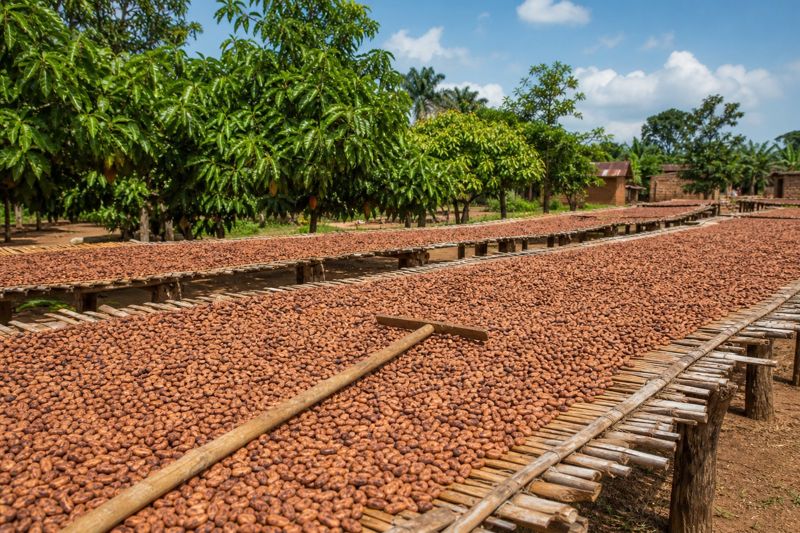 Slow sun-drying on raised tables to export moisture